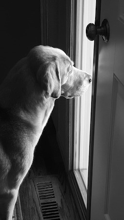 dogs can smell their owners from miles away