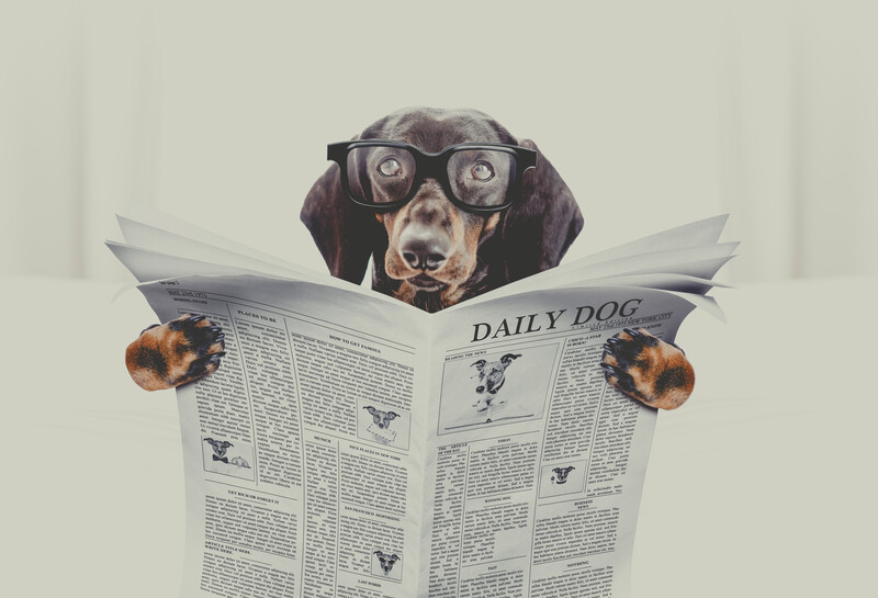 dachshund reading newspaper - stock image